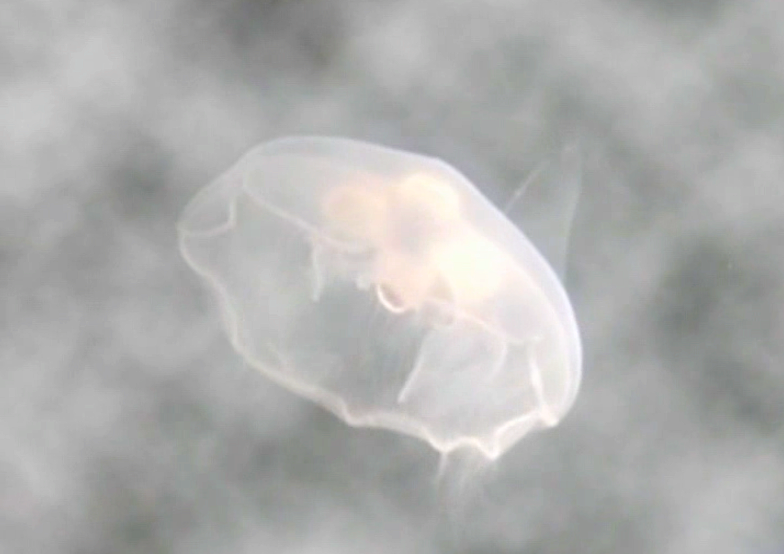 Save The Jellyfish 16
