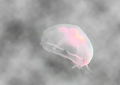 Save The Jellyfish 17