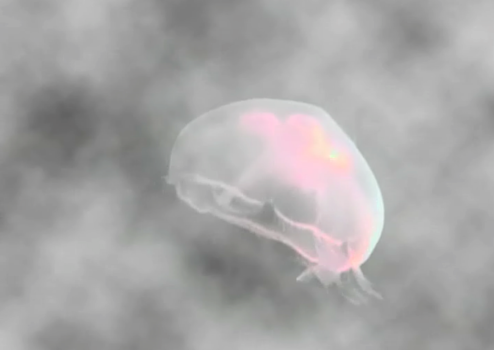 Save The Jellyfish 17