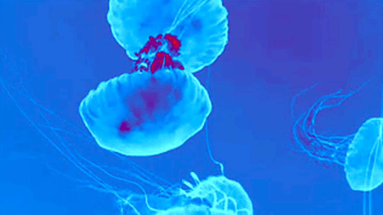 Save The Jellyfish 4