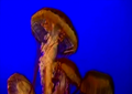 Save The Jellyfish 5