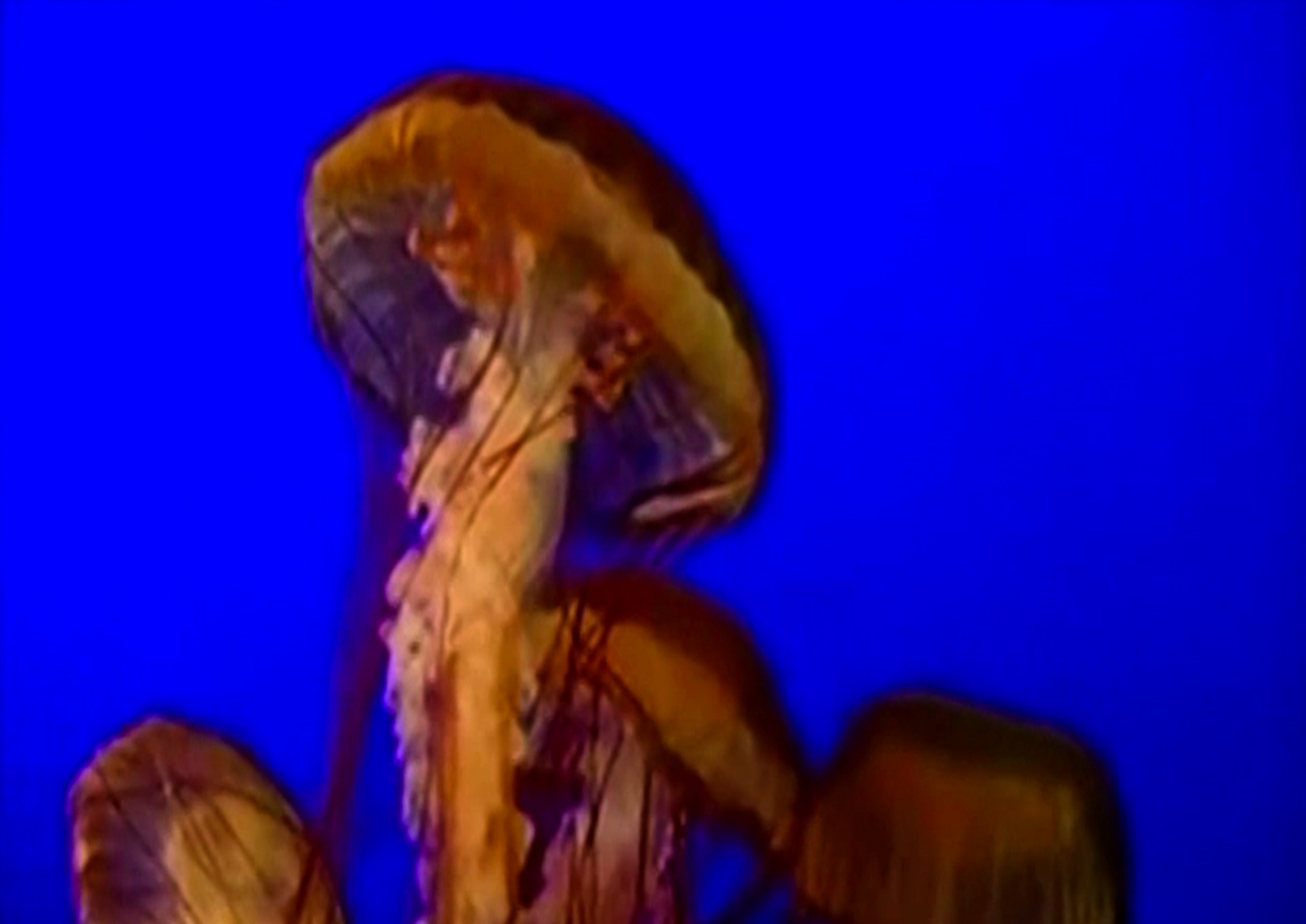 Save The Jellyfish 5