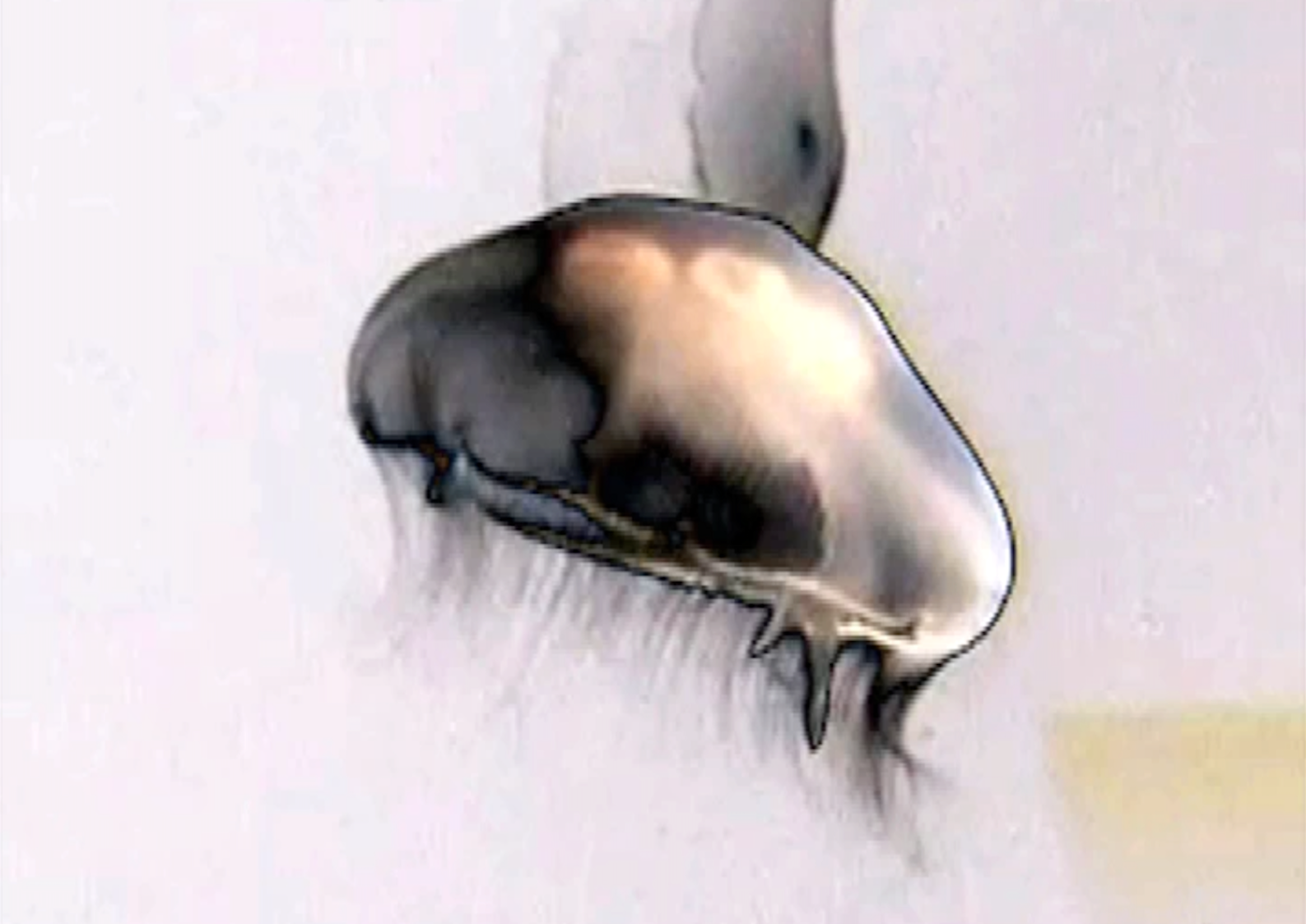 Save The Jellyfish 6