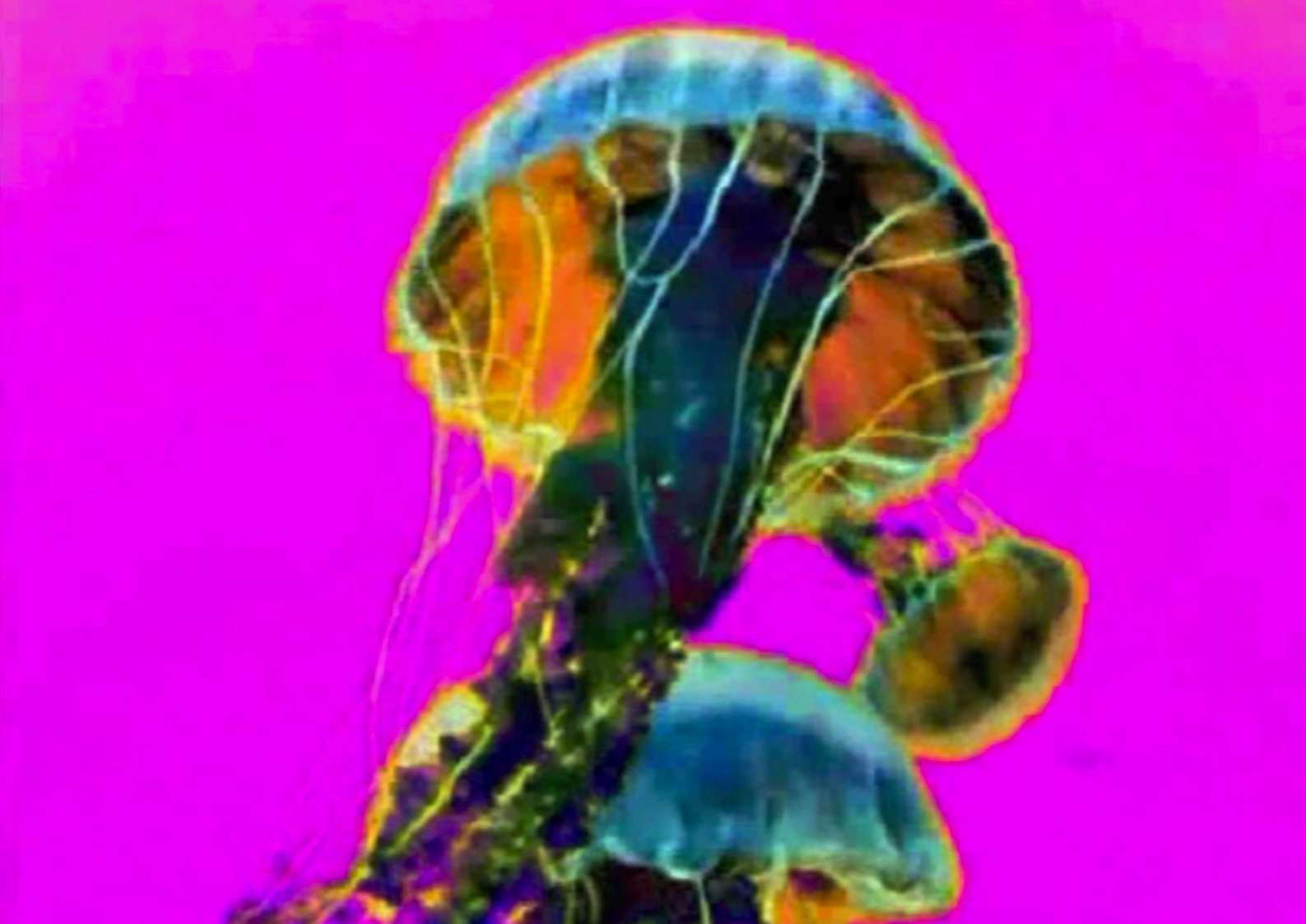 Save The Jellyfish 9