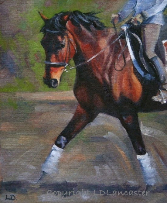 Schooling Session - Bay Horse