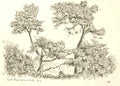 Scots Pines - Broxtead