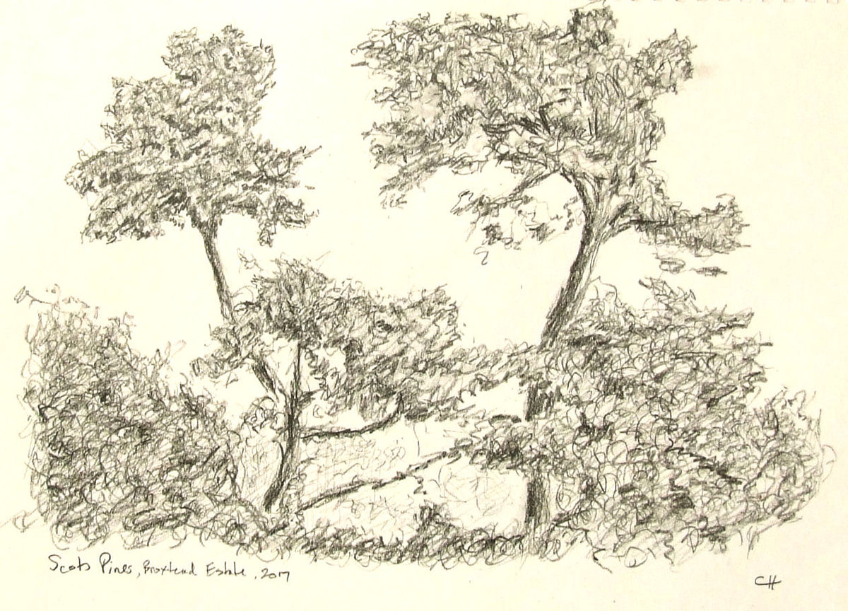 Scots Pines - Broxtead