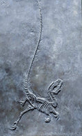 Sinosaurusopteryx prima