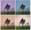 Trees through colour