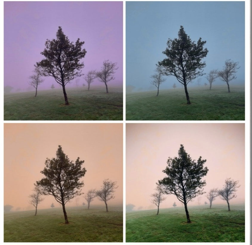 Trees through colour