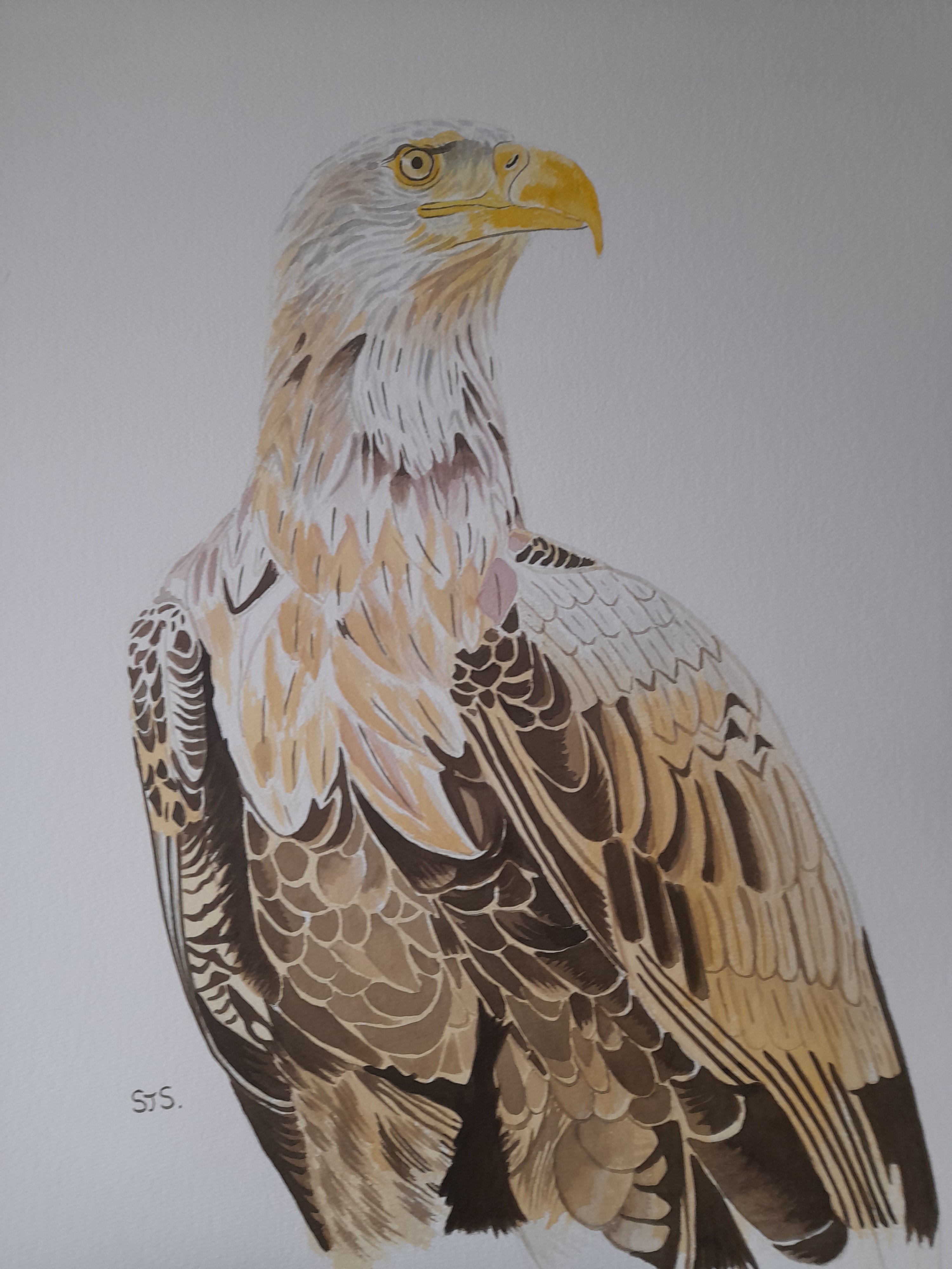Sea Eagle