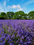 Sea of Lavender