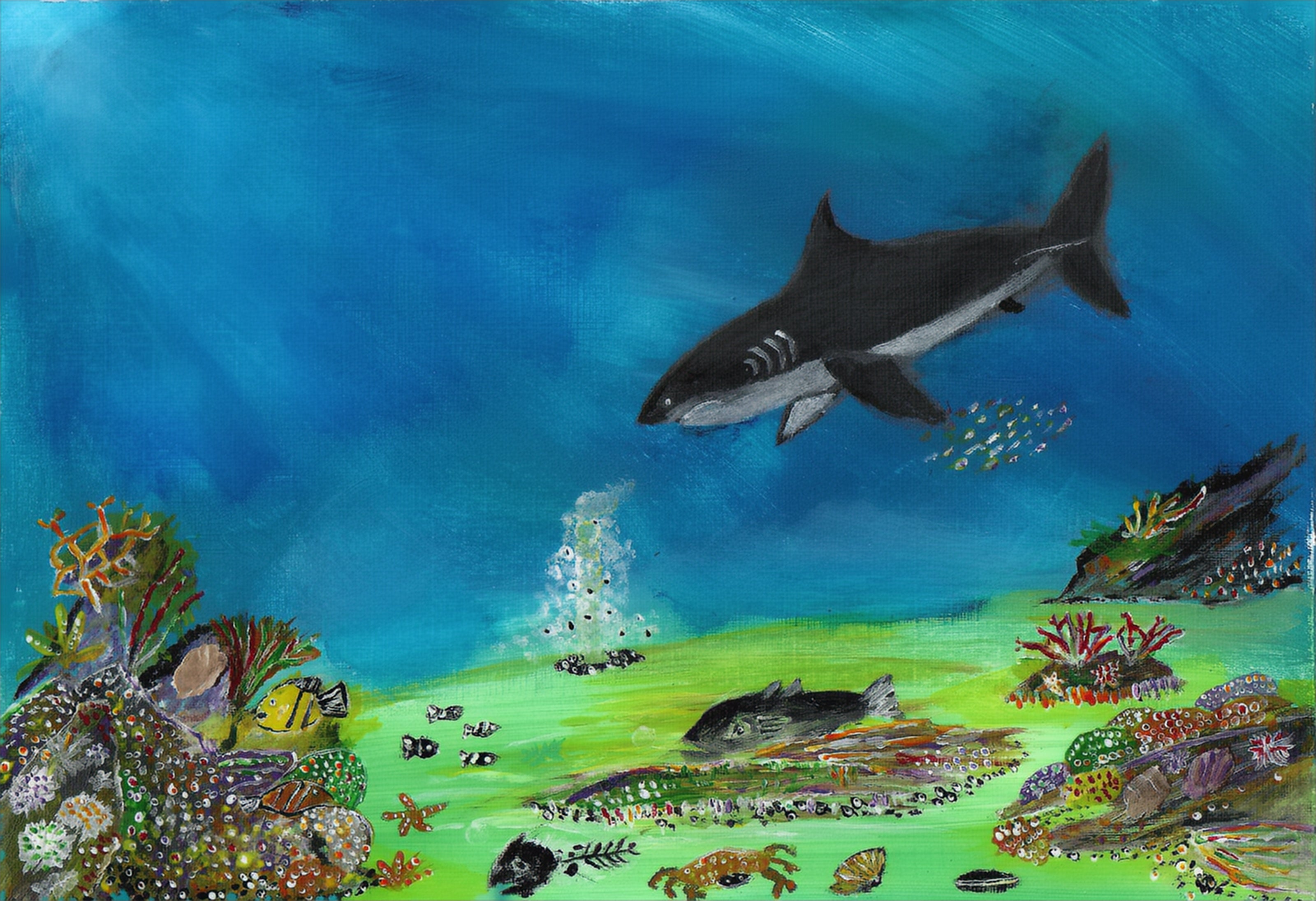 Shark on a coral reef