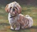 Shih Tzu pastel painting