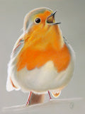 An Original Drawing of a Singing Robin, a bird portrait