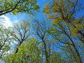 Spring Forest Canopy