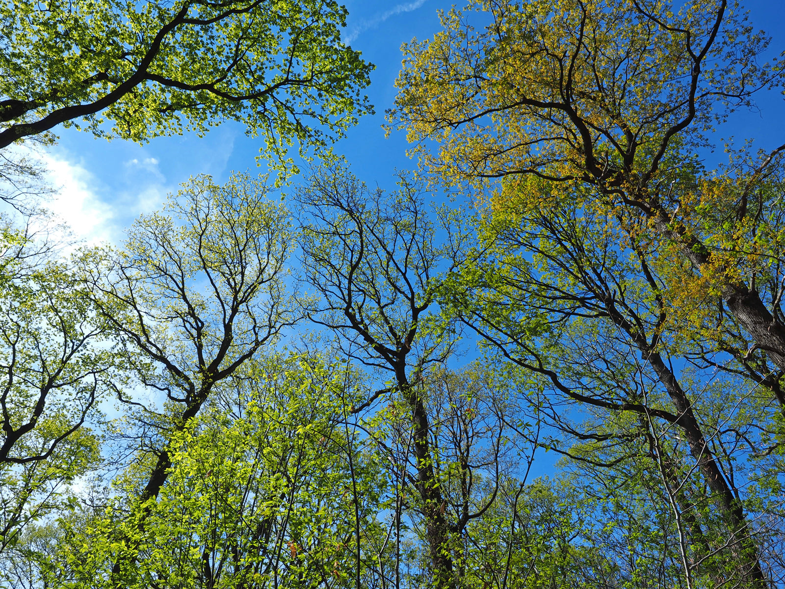 Spring Forest Canopy