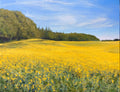 Stewponey Rapeseed