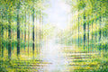 Summer Trees In Bright Light