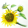 Le Tournesol