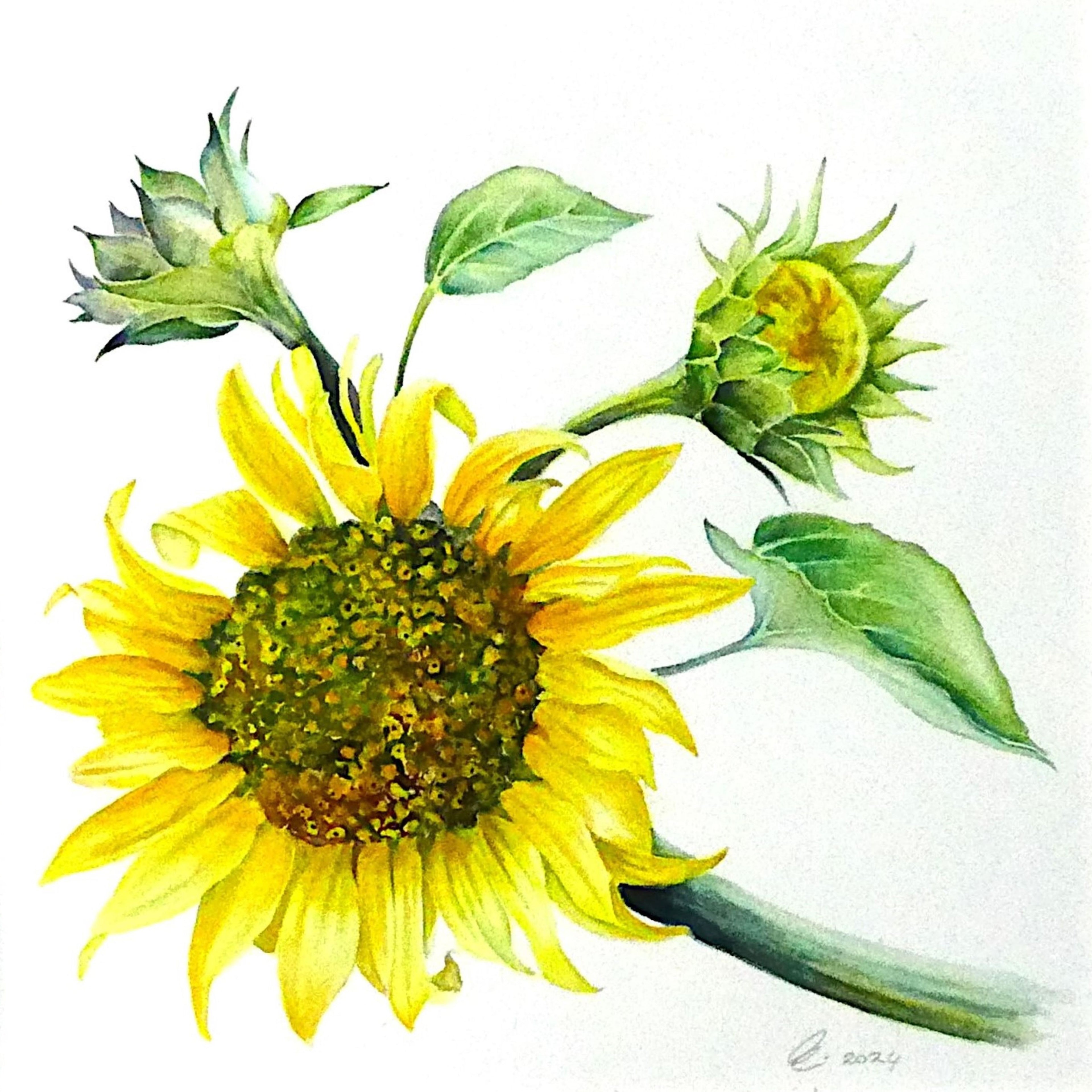 Le Tournesol