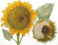 Sunflowers - Harvest time