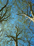 Springtime Sycamore Canopy