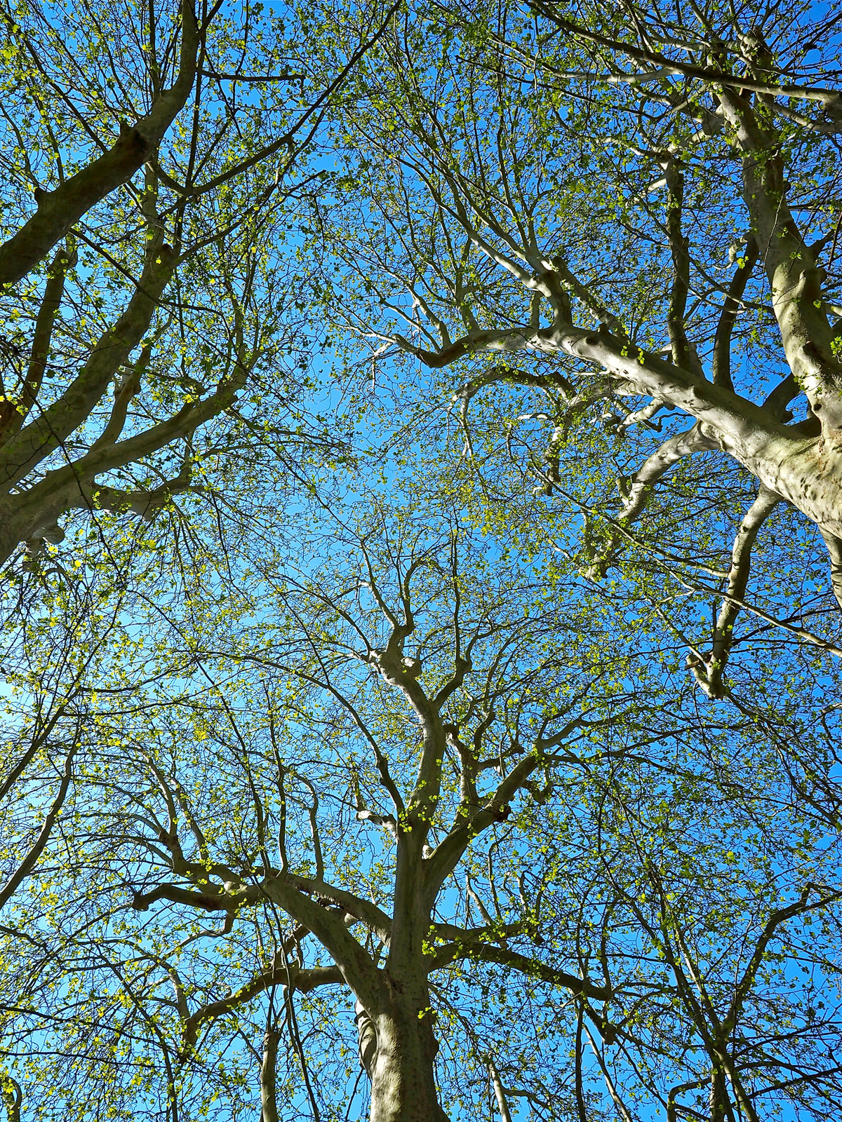 Springtime Sycamore Canopy