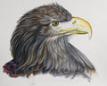 The Eagle, Bird of Prey