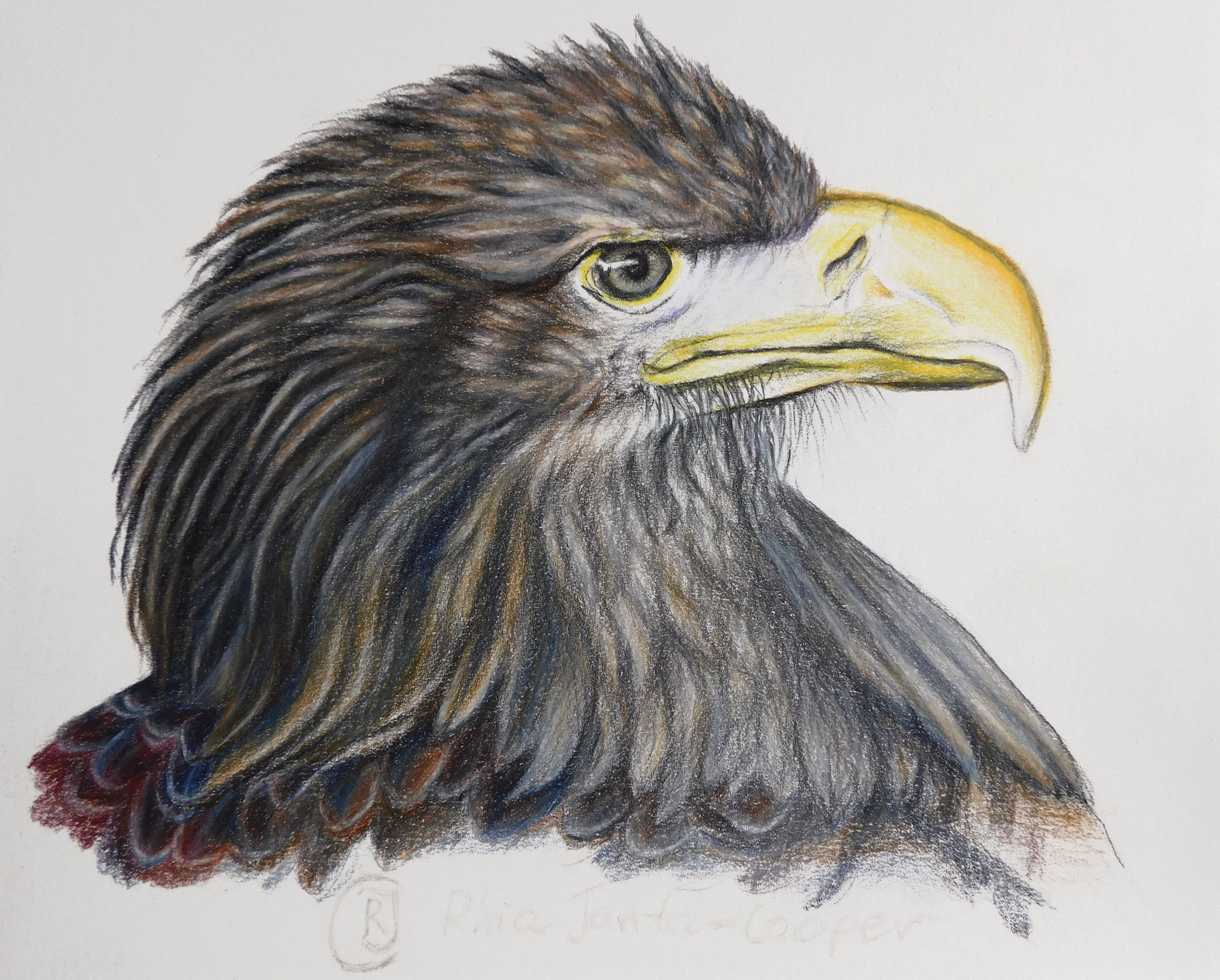 The Eagle, Bird of Prey
