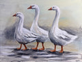 Three Ducks