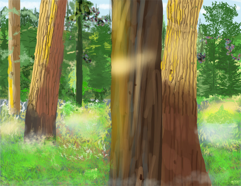 Sequoia Sunrise