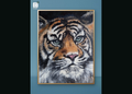 Bengal Tiger
