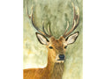 Monarch of the Glen