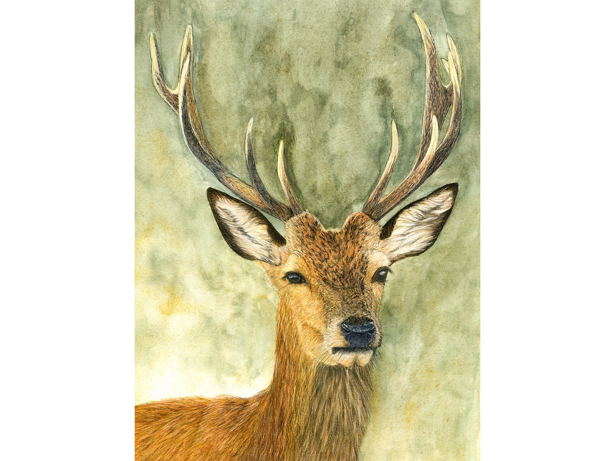 Monarch of the Glen