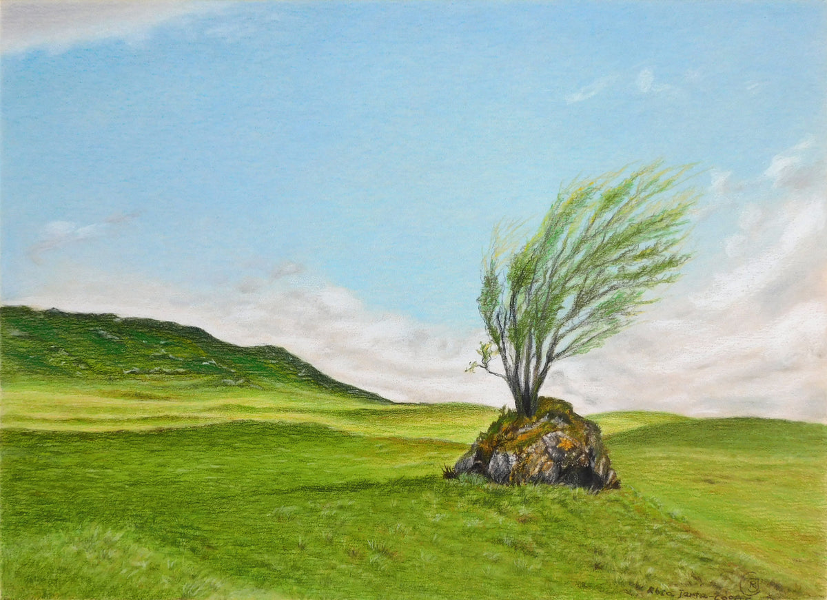 Tree Grows on Stones