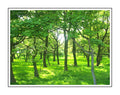 EMERALD FOREST