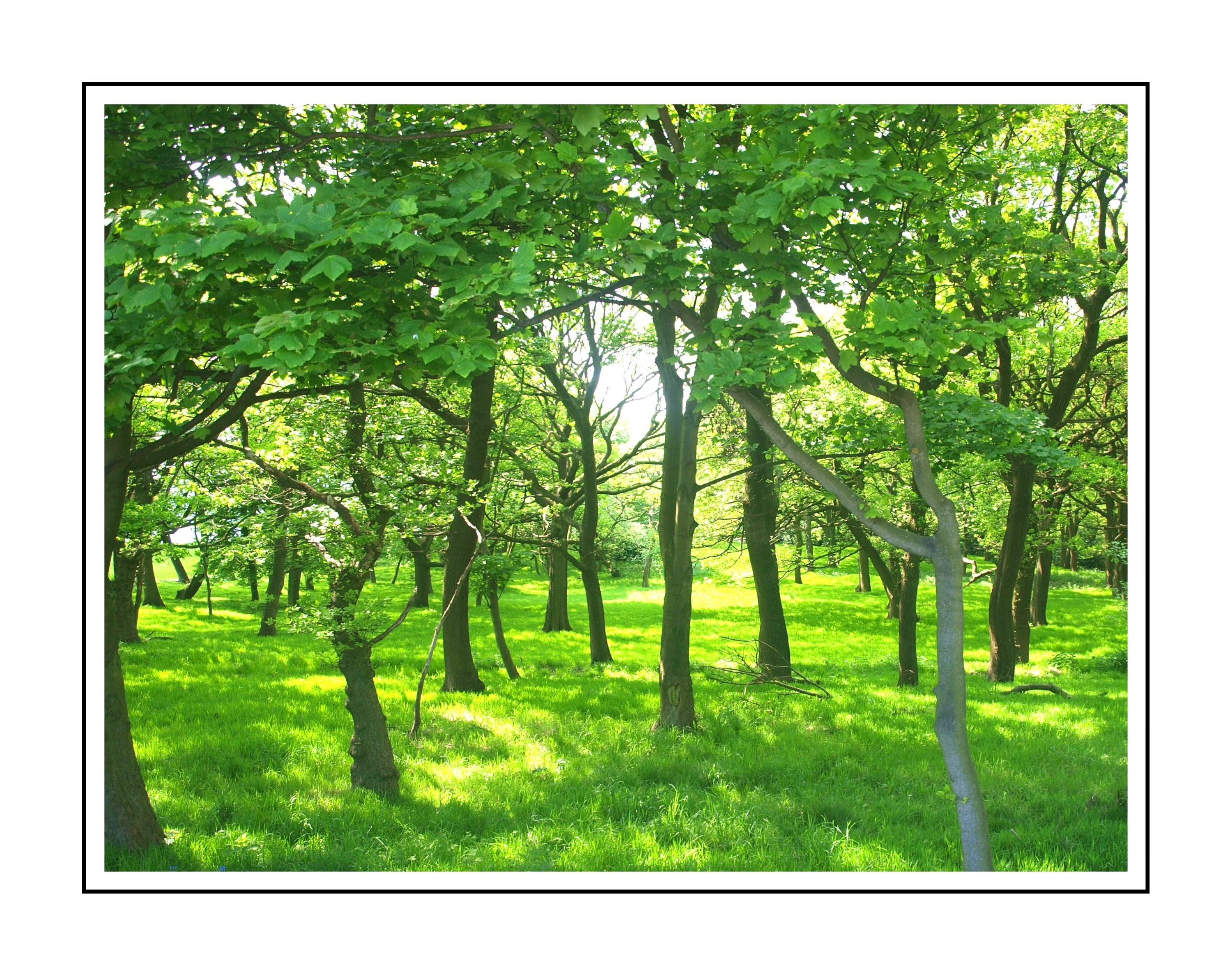EMERALD FOREST