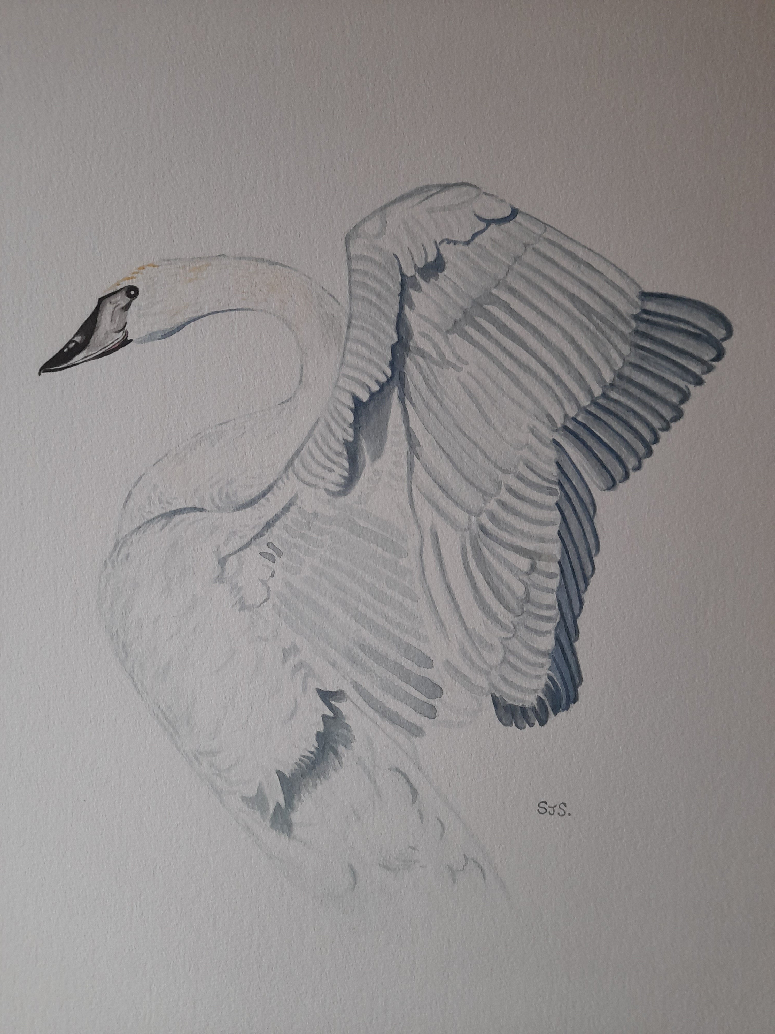 Trumpeter Swan