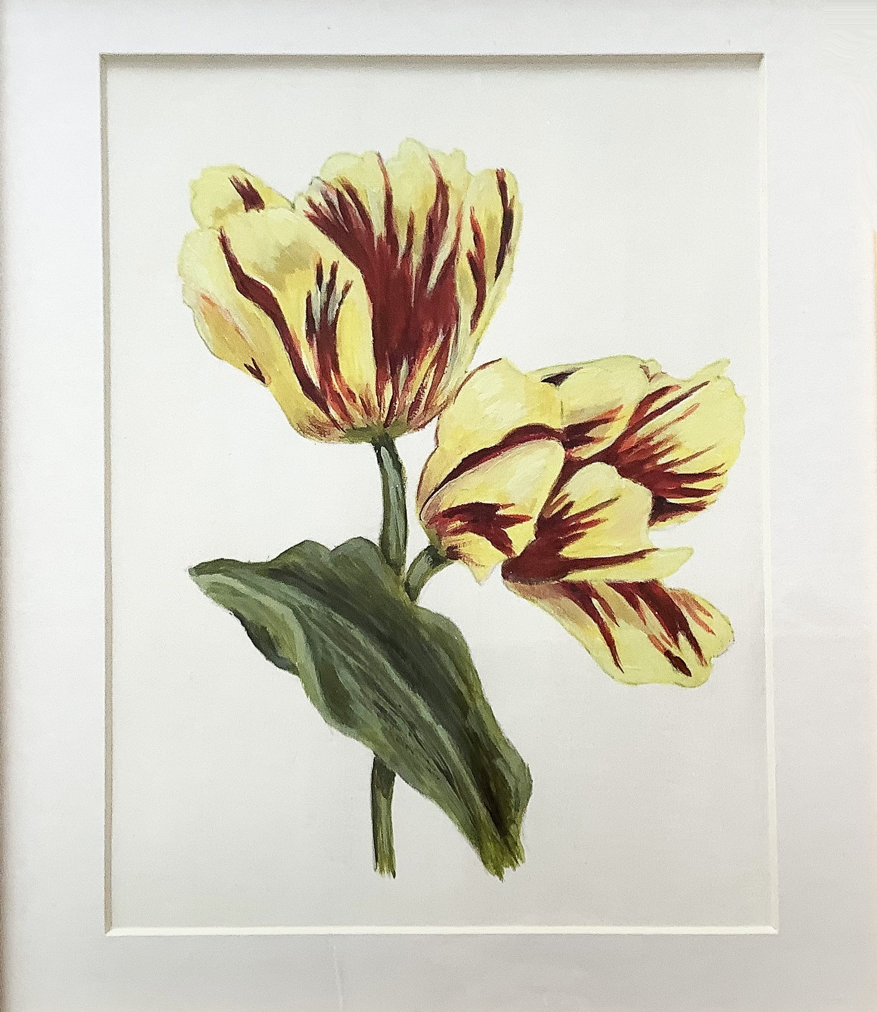Tulip