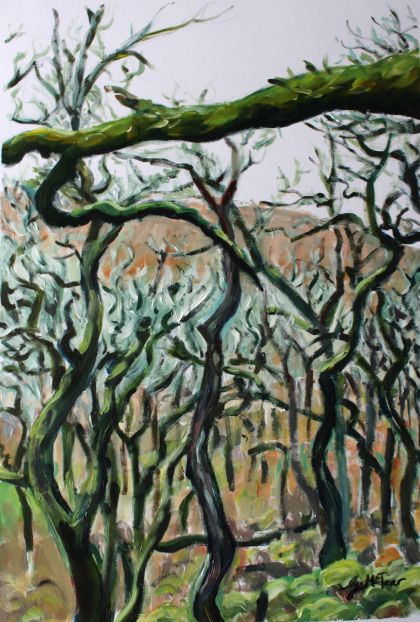 Dartmoor Trees