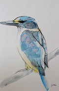 Forest Kingfisher