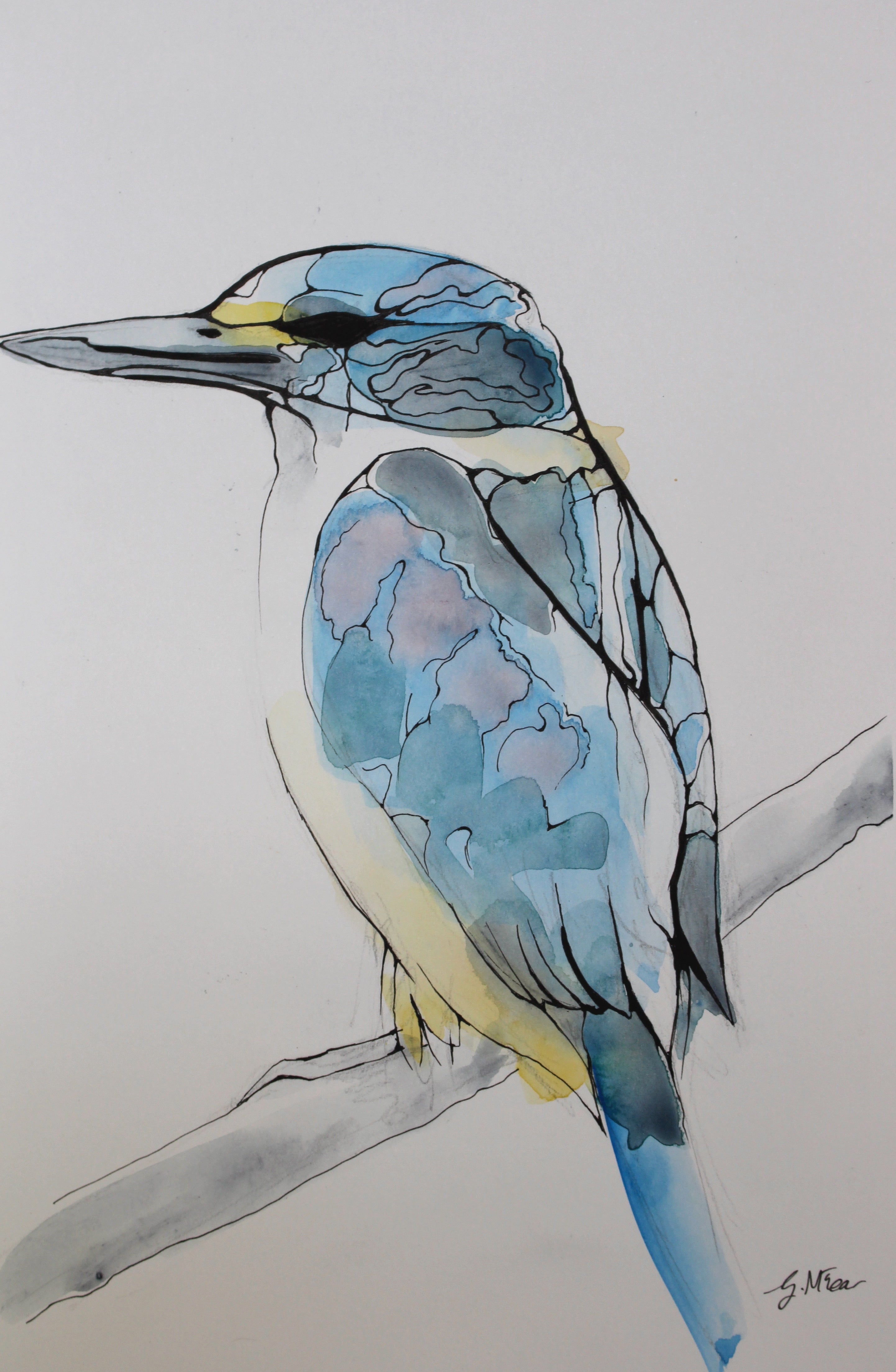 Forest Kingfisher