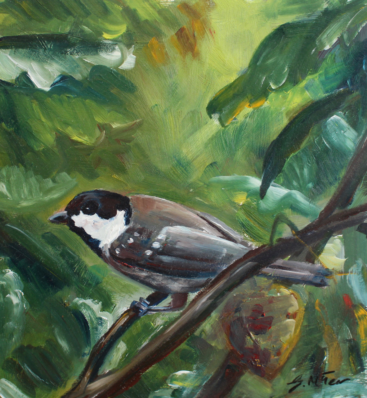 Coal Tit
