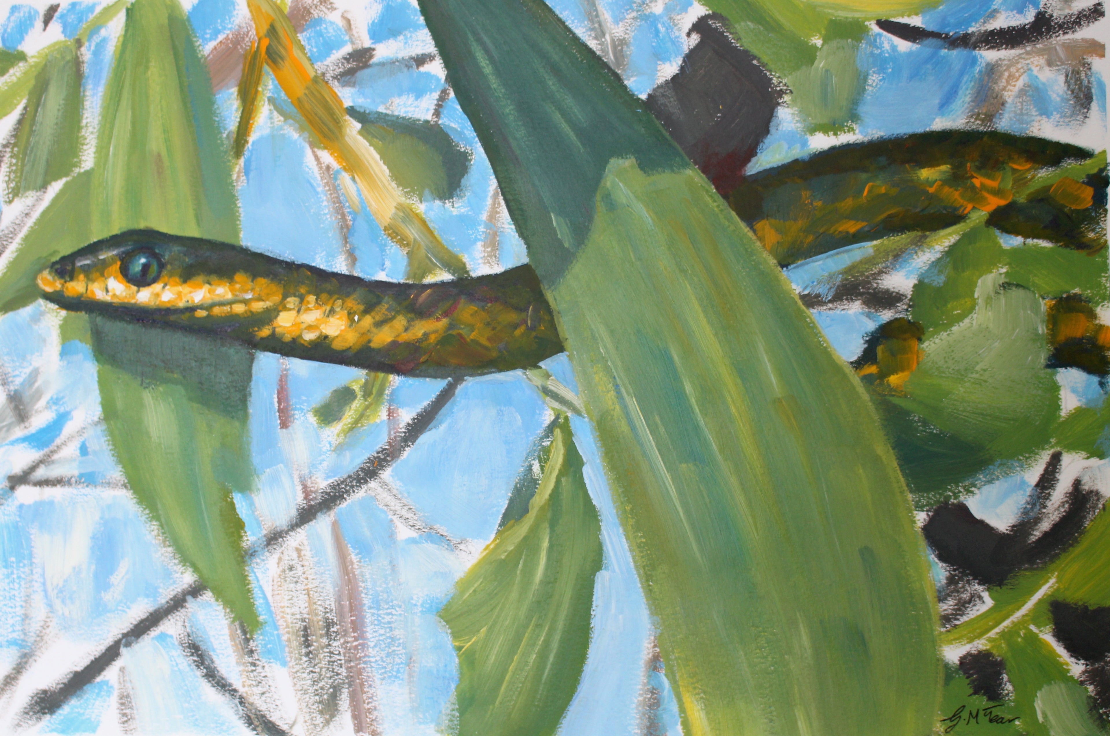 Green Tree snake in the Wattle