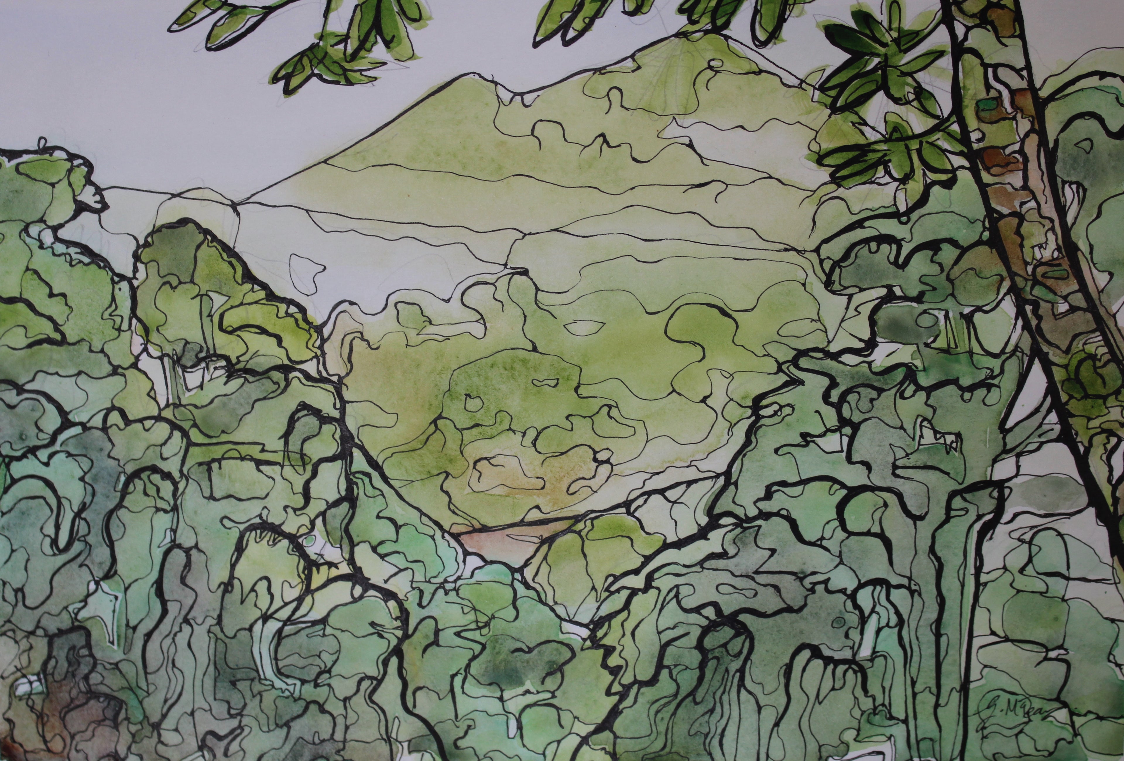 Up in the Canopy