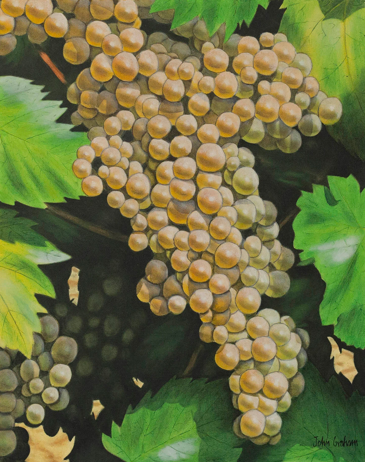 White grapes