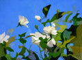 White Roses of York, original abstract painting