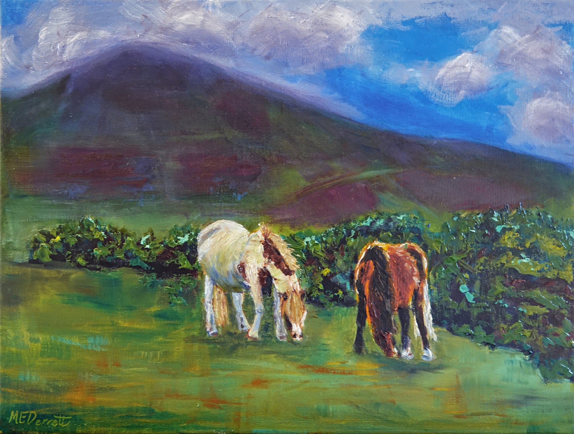 Wild Welsh Horses