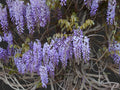 A sign of Spring
